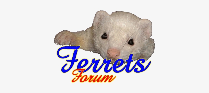 Ferrets Forum Ferret Flea Control - Welcome Mr Personalized Custom Cake Topper Cake Decoration, transparent png download