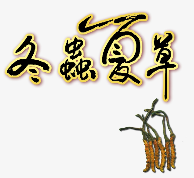 Sinensis About Cordyceps Sinensis Culture, Tradition, - Yellow, transparent png download