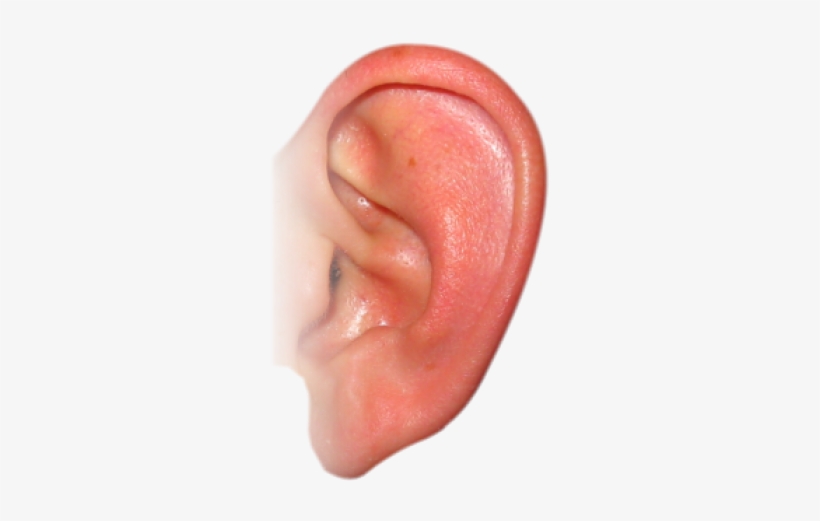 Ear Png, transparent png download
