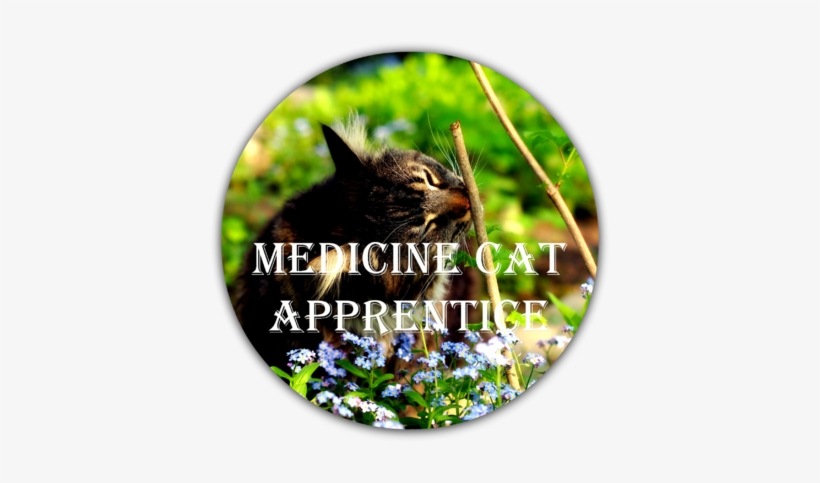 Medicine Cat Apprentice-0 - Cat, transparent png download