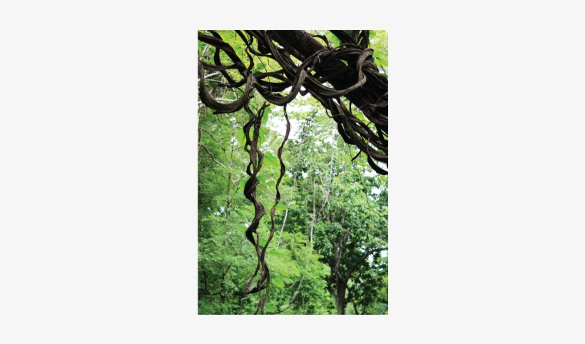 Vine - Stock Photography, transparent png download