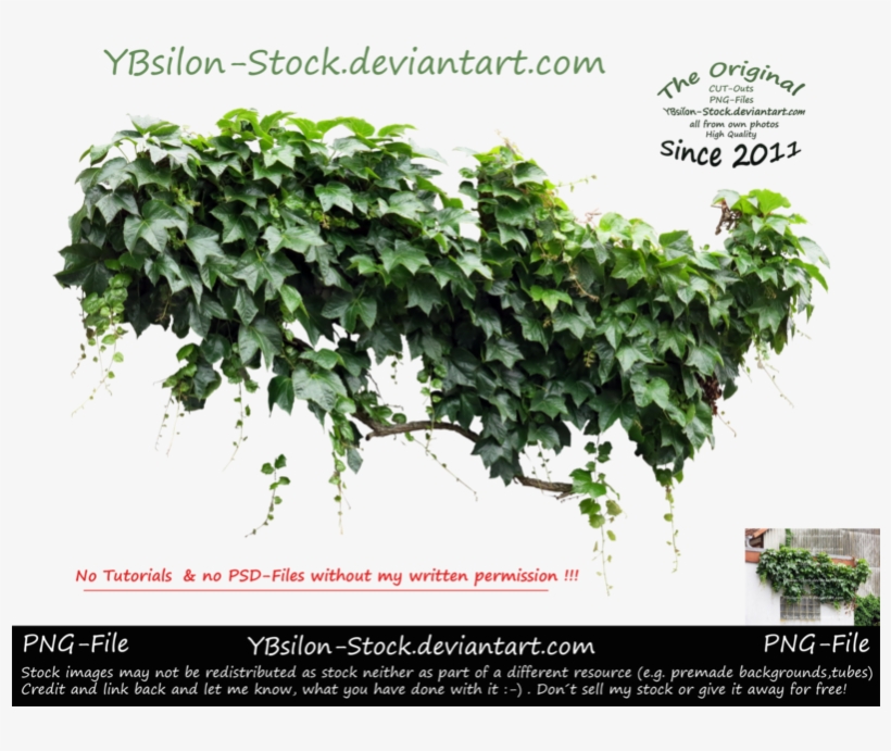 Ivy Iv By Ybsilon-stock - Iv Plant, transparent png download