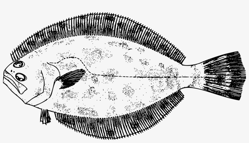 This Free Icons Png Design Of Southern Flounder, transparent png download