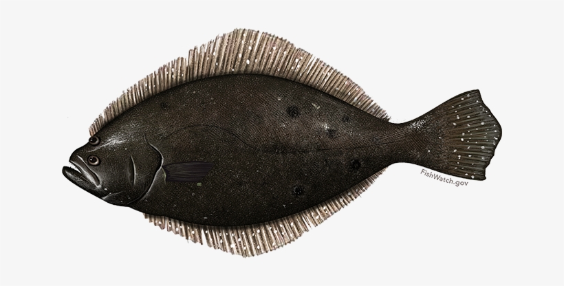 Summer Flounder - Black Flounder, transparent png download