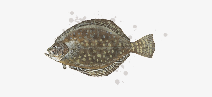 Southern Flounder, transparent png download