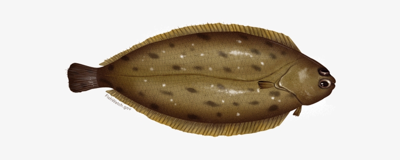 Dover Sole - Common Sole, transparent png download