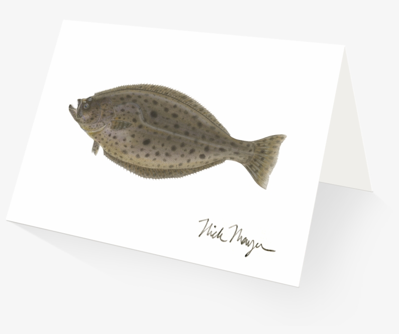 Ca Halibut V=1524851214 - California Halibut, transparent png download