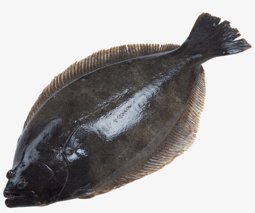 Free Png Fish Png Images Transparent - Halibut Png, transparent png download