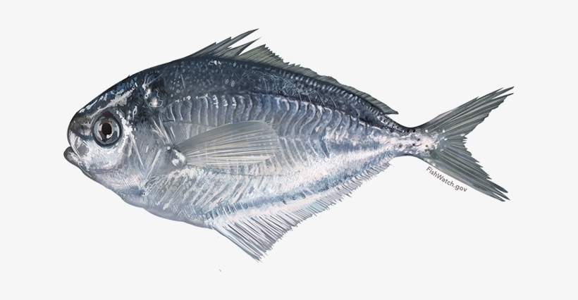 State Managed Species - American Butterfish, transparent png download
