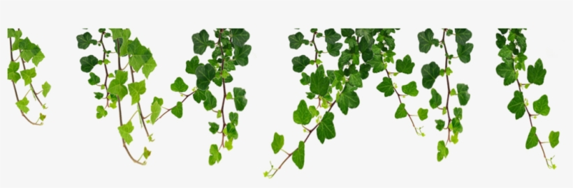 Welcome - Hanging Vines Clipart, transparent png download