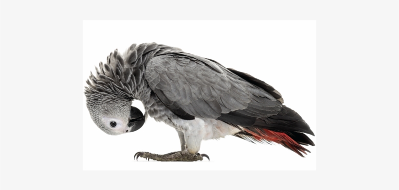 African Grey Parrot Cages - African Grey Parrot Png Transparent PNG