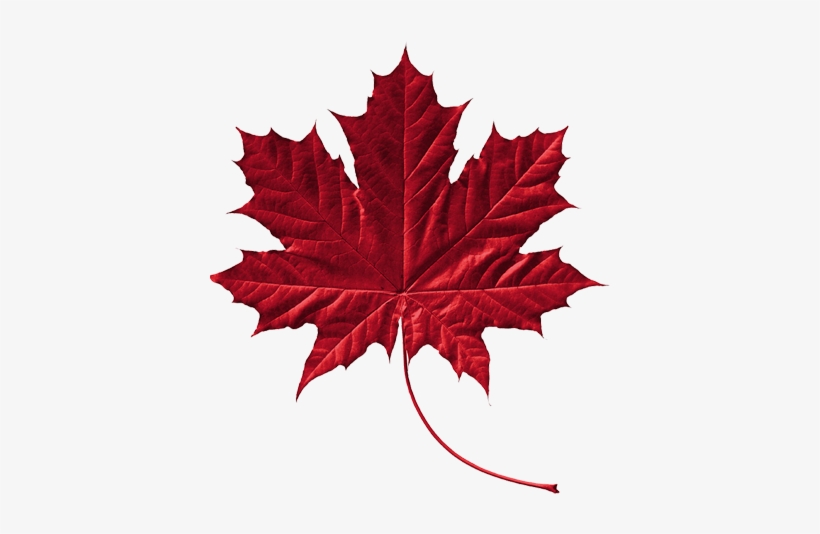 Canadian Leaf Png Download - Feuille D Arbre Du Québec, transparent png download