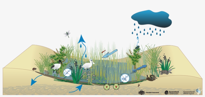 Coastal And Subcoastal Non-floodplain Grass Sedge And - Water Cycle In Swamps, transparent png download