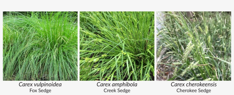 Amphibola Is Also Resilient, And Does Well In A Wide - Carex Amphibola, transparent png download