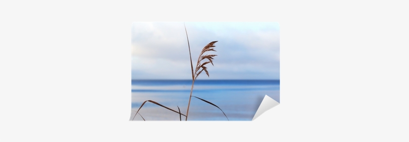 Phragmites, transparent png download