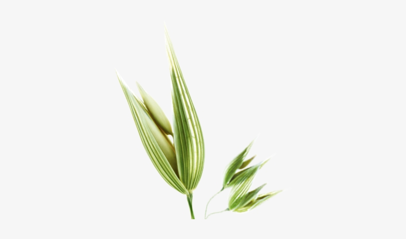 Normal To Oily Hair - Cash Crop, transparent png download