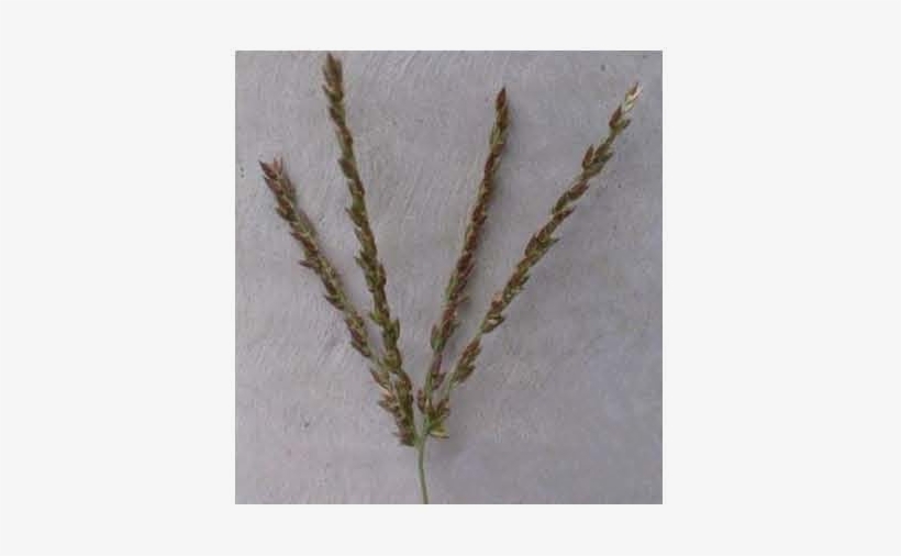 Digitate Inflorescence, transparent png download