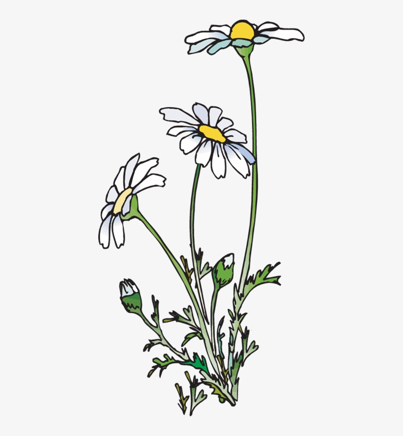 Clip Art Of A Group Of Daisies - Daisies Clipart, transparent png download