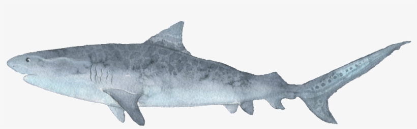 Grey Shark Hand Painted Watercolor Transparent Decorative - Shark! Mug, transparent png download