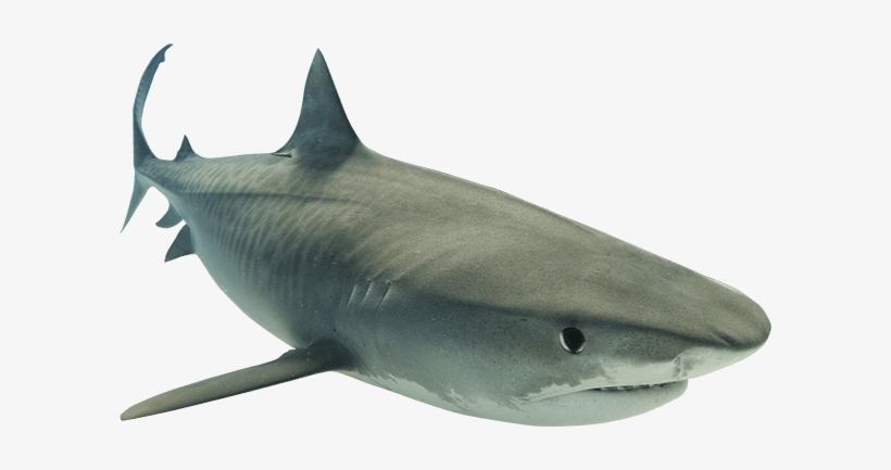 Shark Png Picture Black And White - Shark Png, transparent png download