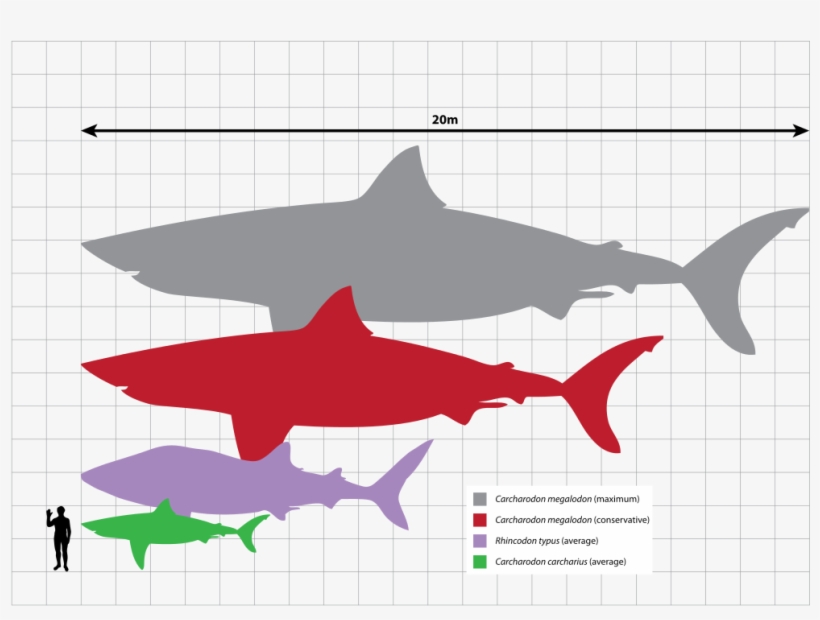 Megalodon Relative Size - Bull Shark Size Comparison, transparent png download