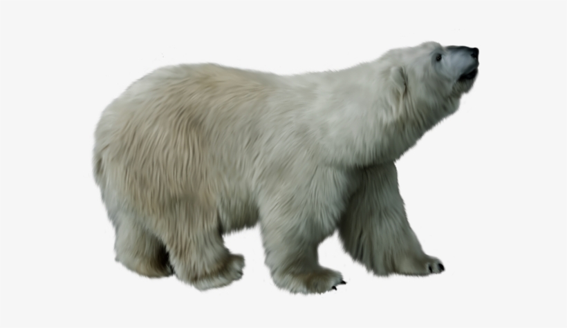 Wa-17 - Animal Png Transparent Backround, transparent png download