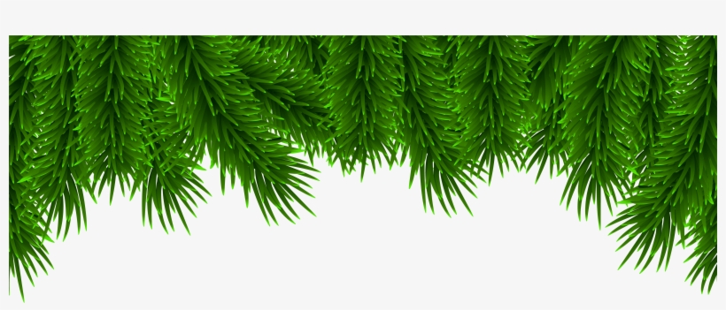 Christmas Pine Clip Art, transparent png download