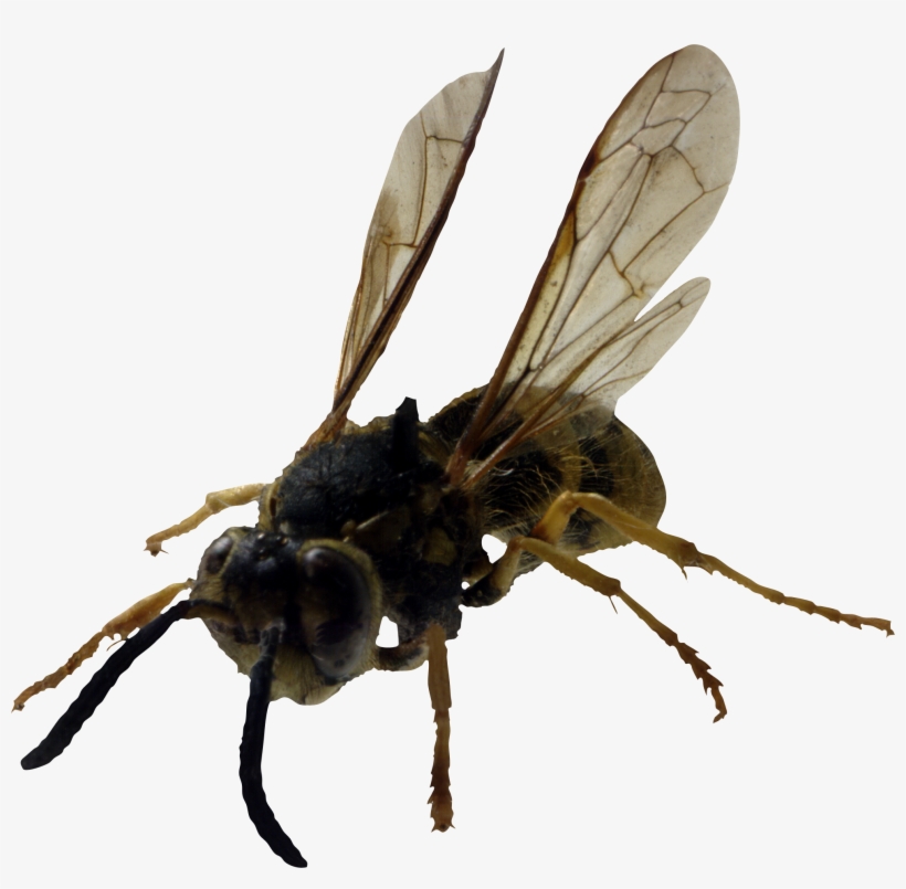 Yellow Jacket Stinger, transparent png download