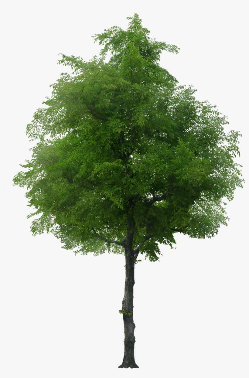 Download Tree Psd, Arbre Png, Watercolor Trees, Tree Photoshop