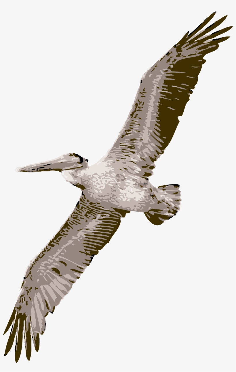 Bird, Flying, Wings, Pelican, Feathers, Soaring, Fly - Pelican Png, transparent png download