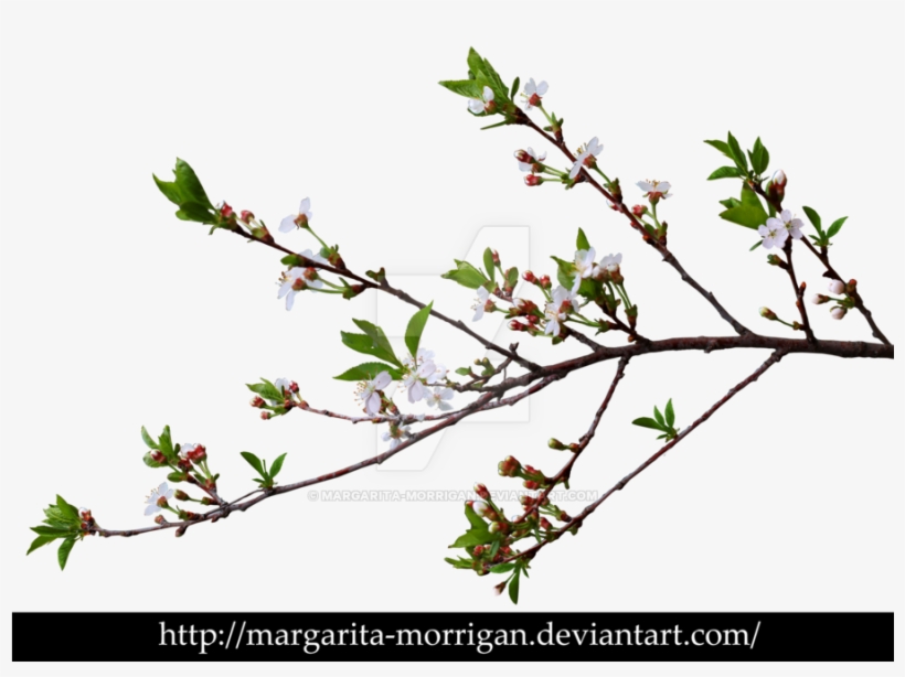 Go To Image - Branch Png, transparent png download
