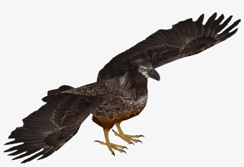 Bald Eagle Young Skin (tamara Henson) - Turkey Vulture, transparent png download