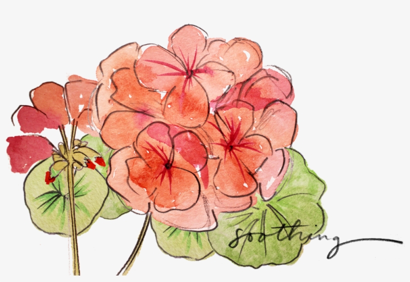 Geranium - Crane's-bill, transparent png download