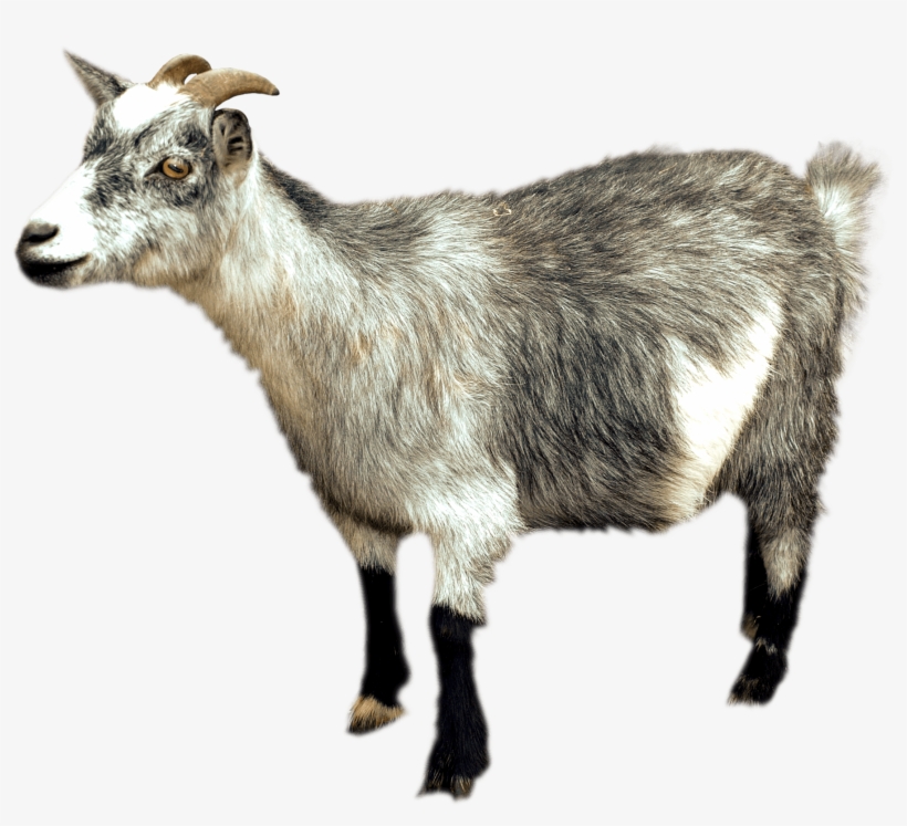 Goat Sideview - Cabra Png, transparent png download