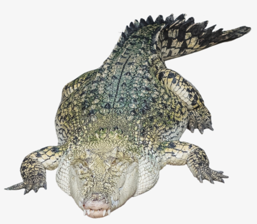 Alligator Png Photo - Tirecoverpro Full Color Night Owl Hunting Prey In The, transparent png download