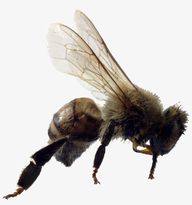 Example Of Asexual Animals, transparent png download