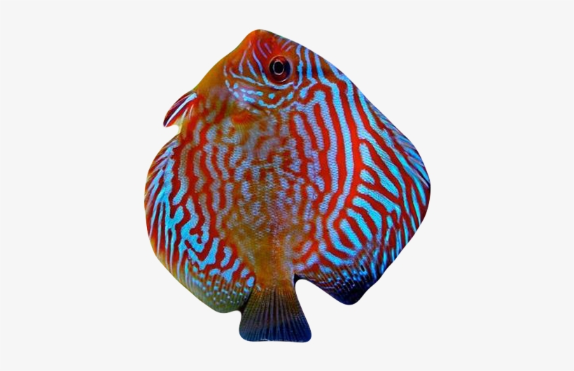 Blu Discus Fish - Fish, transparent png download
