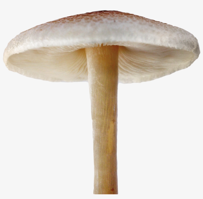 Mushroom Png File, transparent png download