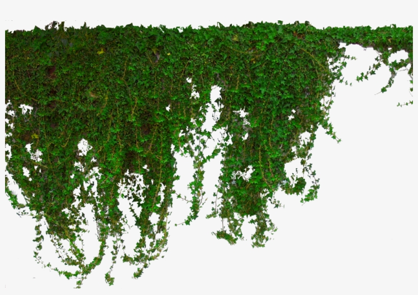 Download Image Png Ivy HD Transparent PNG