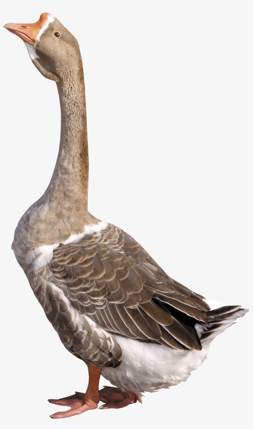 Free Png Duck Png Images Transparent - Goose Png, transparent png download