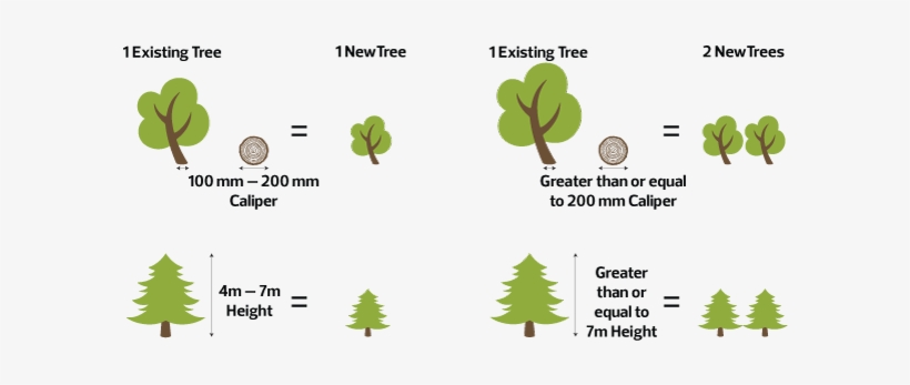 Any New Development Can Receive Credits Towards Their - Development Of A Tree, transparent png download