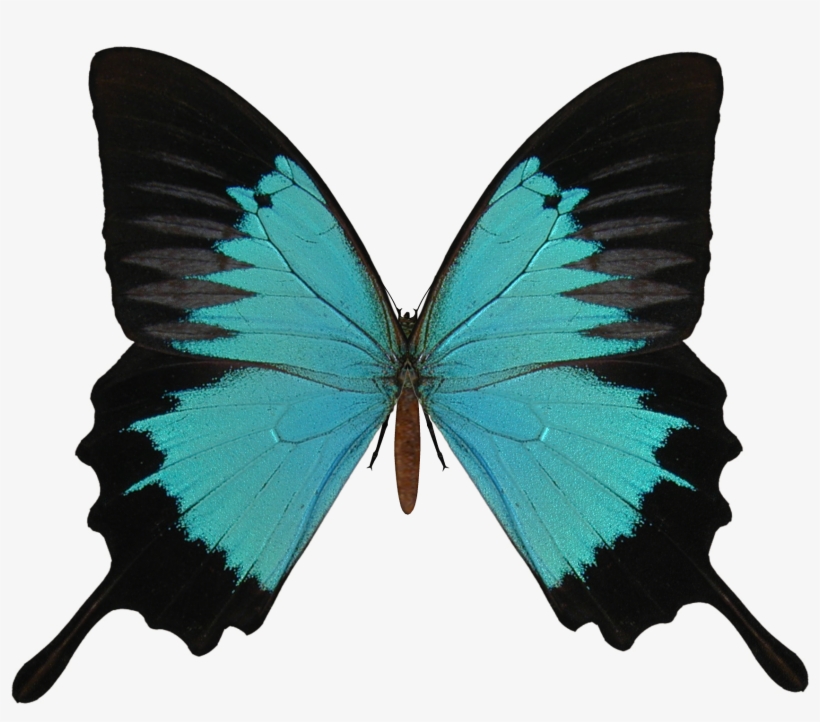 Butterfly Png Image - Animals Flashcards Free Printable, transparent png download