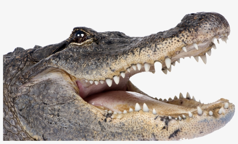 Alligator Png Background Image - Florida Most Powerful Race, transparent png download