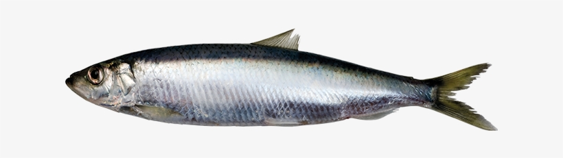 Perfect Protein: Saving The Oceans To Feed The World, transparent png download