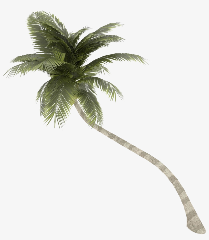 Palm Trees Png, transparent png download
