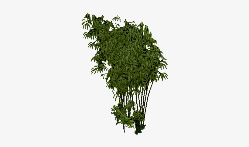 Bamboo, transparent png download