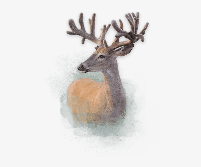 Deer Deer Deer - Price, transparent png download
