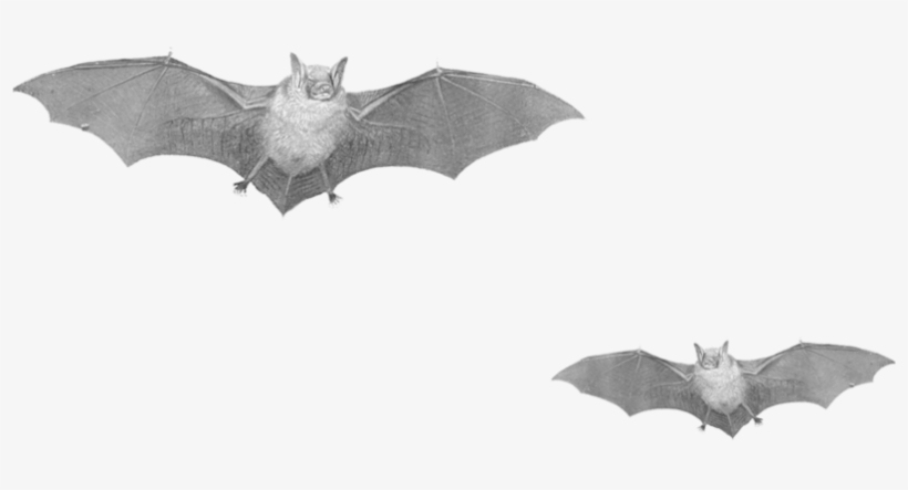 Bats Png, transparent png download