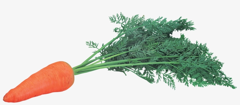 Carrot Png Icon - Картинки Морковь Одна, transparent png download