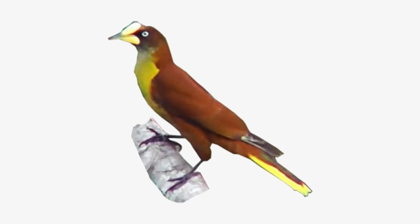 Casqued Oropendola - Evening Grosbeak, transparent png download